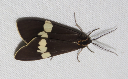 Australian magpie moth