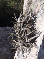 Tillandsia xiphioides