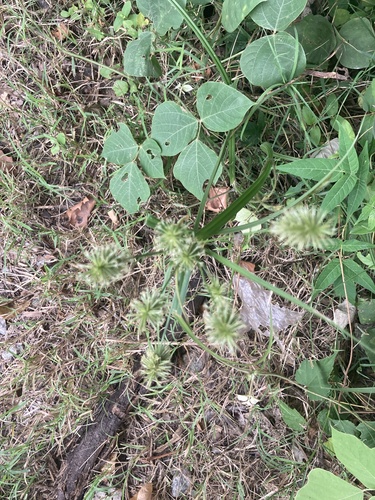 Cyperus lancastriensis, 2026-08-14