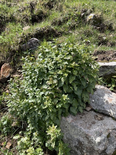 Cardamine cordifolia, photograph 4