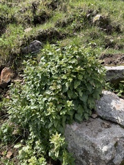 Cardamine cordifolia, photograph (c) Martin Purdy, some rights reserved (CC BY)