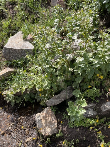 Cardamine cordifolia, photograph 2