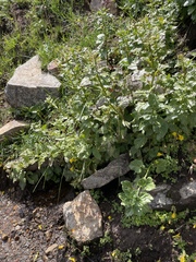 Cardamine cordifolia, photograph (c) Martin Purdy, some rights reserved (CC BY)