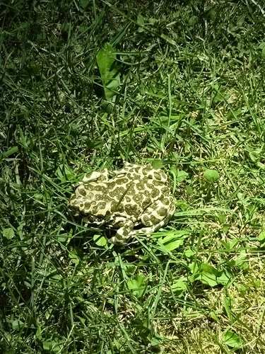 Green Toad