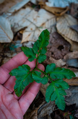 Sceptridium oneidense