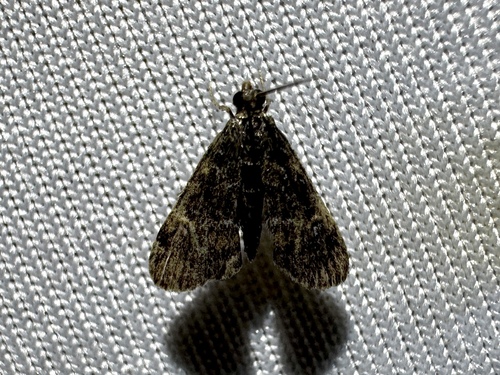 European Pepper Moth photo 5