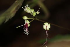 Capparidastrum frondosum