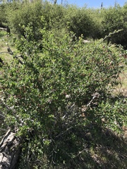 Ribes roezlii roezlii