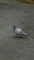 Columba livia domestica