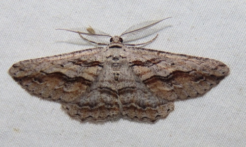Syneora mundifera