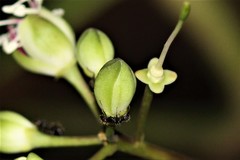 Capparidastrum frondosum