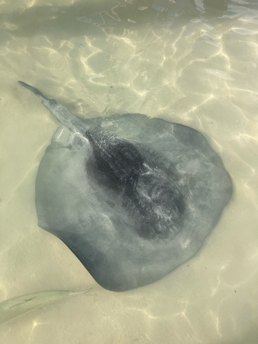 Caribbean Whiptail Stingray