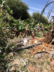 Ribes roezlii roezlii