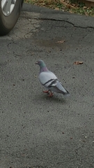Columba livia domestica