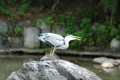 Ardea cinerea