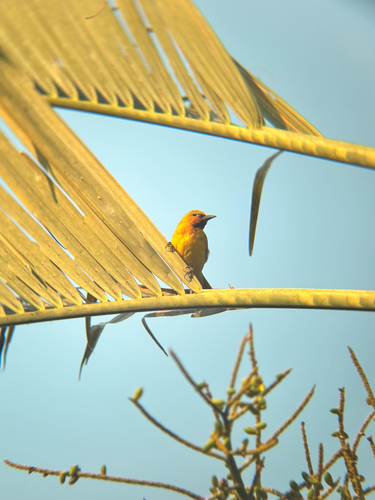 Spectacled Weaver