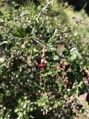Ribes roezlii roezlii