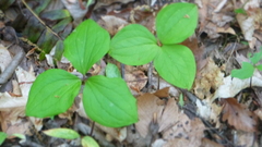 Trillium catesbaei