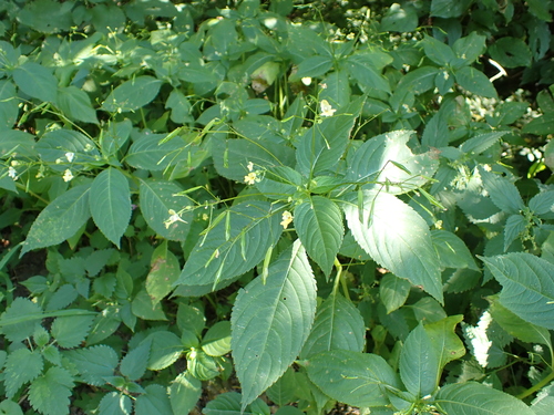 small balsam
