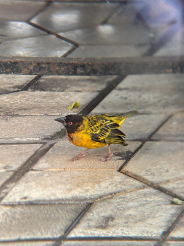Village Weaver