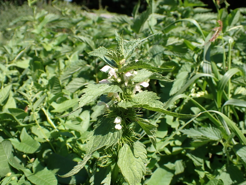 White deadnettle