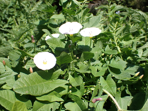 field bindweed