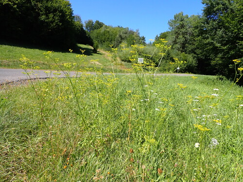 wild parsnip