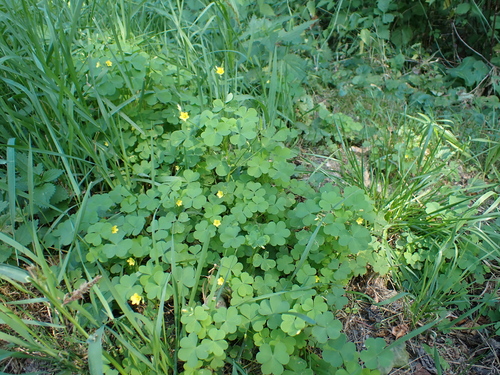 upright yellow woodsorrel