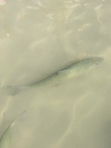 Common Bonefish