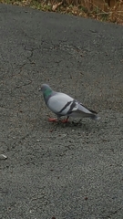 Columba livia domestica