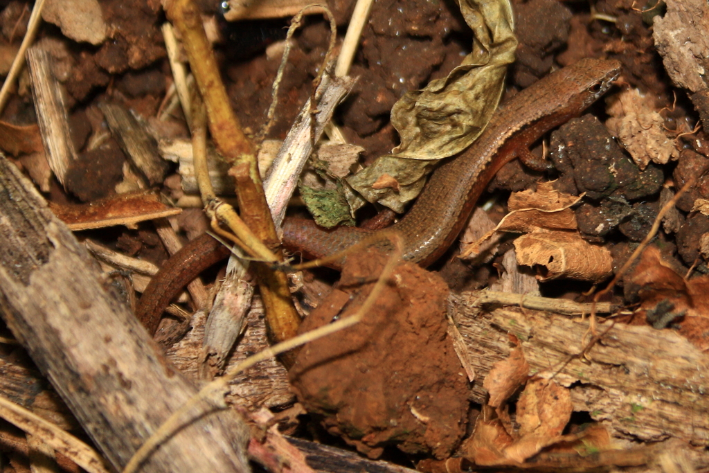 São Tomé Leaf-litter Skink
