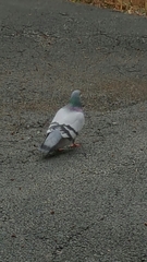 Columba livia domestica