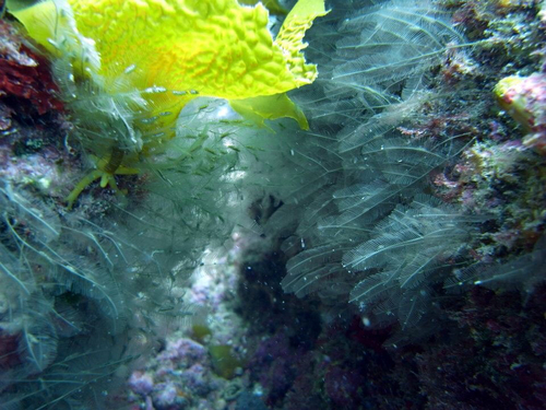 Aglaopheniidae