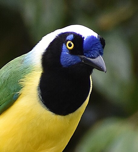 Green Jay