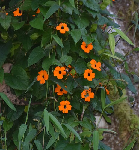 Black-eyed Susan vine