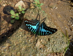 Graphium policenes