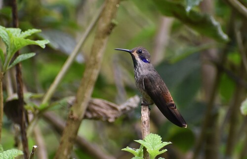 Brown Violetear