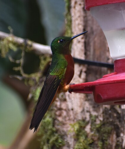 Chestnut-breasted Coronet
