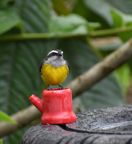 Bananaquit