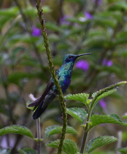 Sparkling Violetear