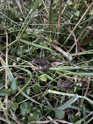 European Common Frog