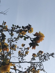 Fremontodendron