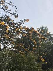 Fremontodendron