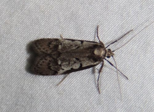 Philobota stella