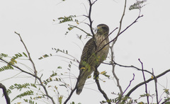 Rupornis magnirostris