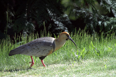 Theristicus melanopis