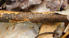 Diatrype decorticata