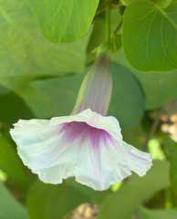 Ipomoea amnicola, photograph (c) Aubrey French, some rights reserved (CC BY)