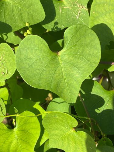 Ipomoea amnicola, photograph 6