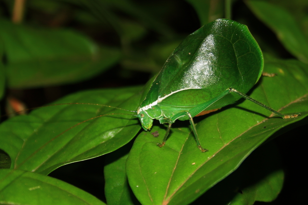 Corycoides